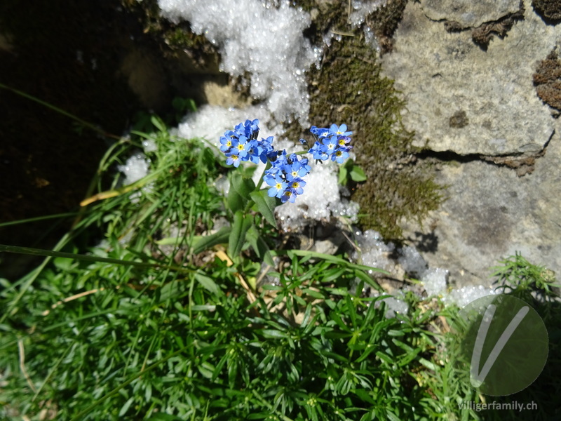 Alpen-Vergissmeinnicht: Übersicht